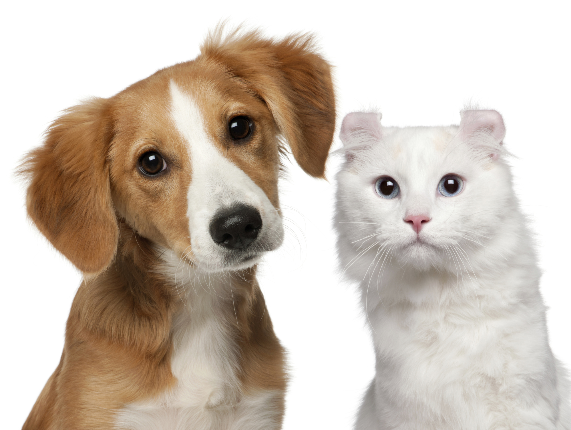 Mercado pet ainda é pouco explorado no país Empreendedor Mercado pet ainda é pouco explorado no país Empreendedor